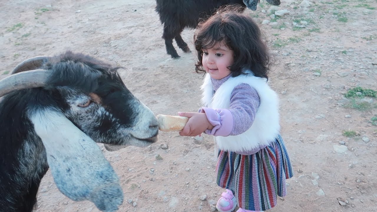 🔥 ليلى مبسوطه مع الغنم / وعماد يلعب ! 莉莉喜歡和羊一起玩