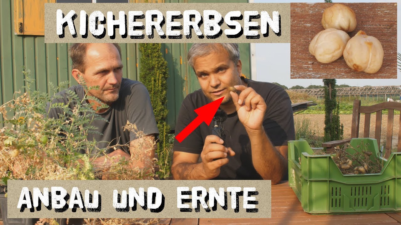Kichererbsen in Deutschland anbauen - Anbautipps und Ernte