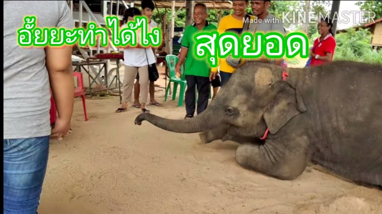 ผู้คนแตกตื่นเฮฮาเมื่อเห็นลูกช้างคานไปหาหลวงพ่อ