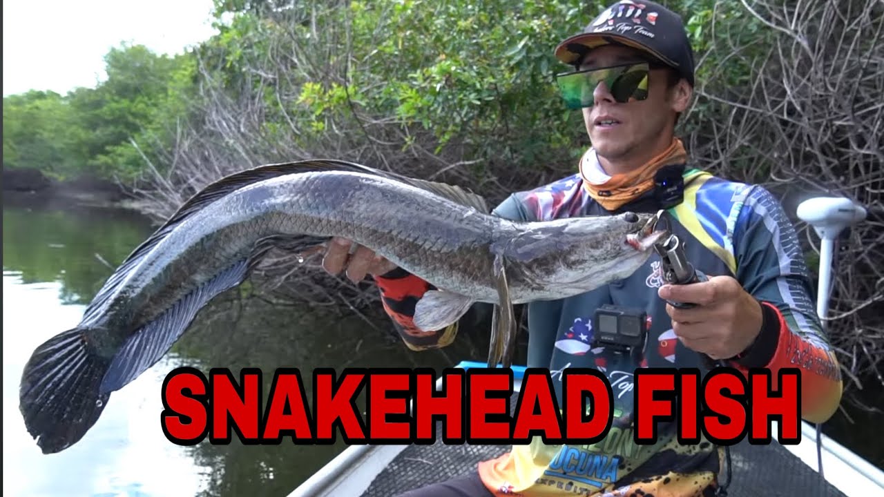 catching snakeheads using the hanging technique - ANGLERS TOP TEAM FISHING SHOW - EP 1 SEASON 3