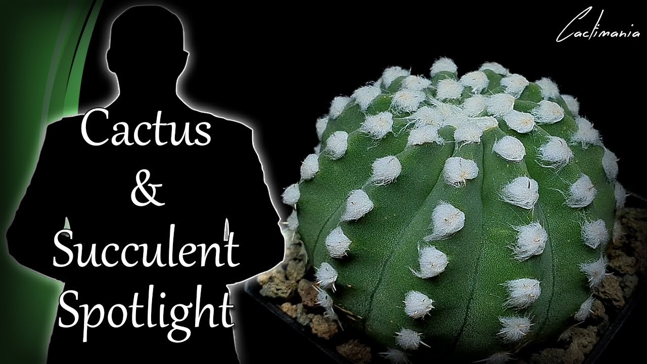 Cactus & Succulent Spotlight | Echinopsis Subdenudata | Narrated by Malcolm Miller