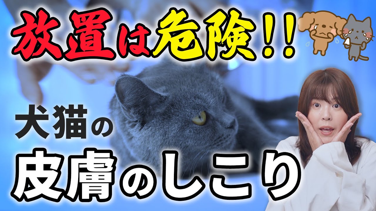 犬猫の皮膚のしこりは早期発見が重要！ 見つけたらすべきことを現役獣医師がお伝えします！