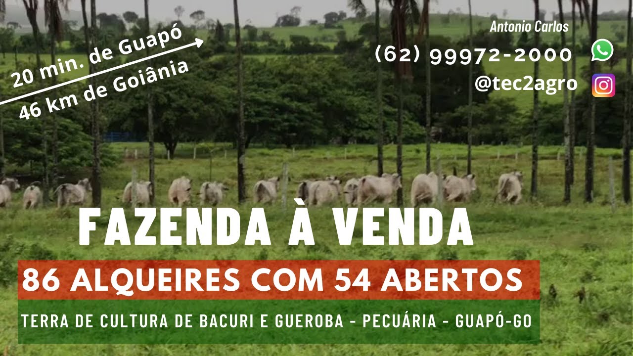 [🐄 GADO E EQUINOS] Fazenda a Venda em Goias 86 Alq em Guapó GO #vendadefazenda (✔️ FORA DE VENDA ✔️)