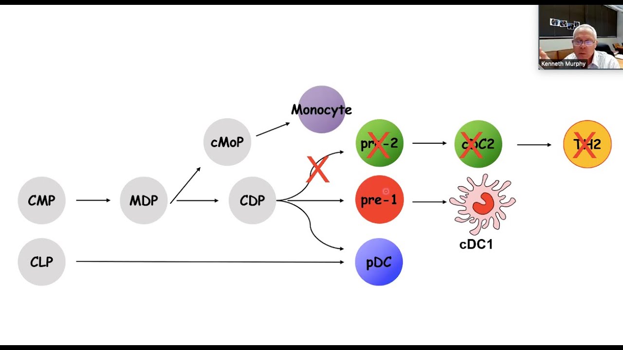 Transcriptional Control of Dendritic Cell Diversification by Dr. Kenneth Murphy