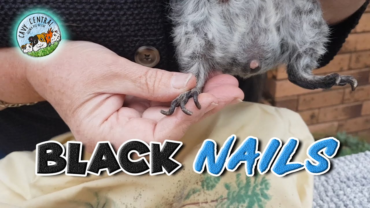 Guinea pigs with black nails - how to cut black nails with Cavy Central Guinea pig rescue