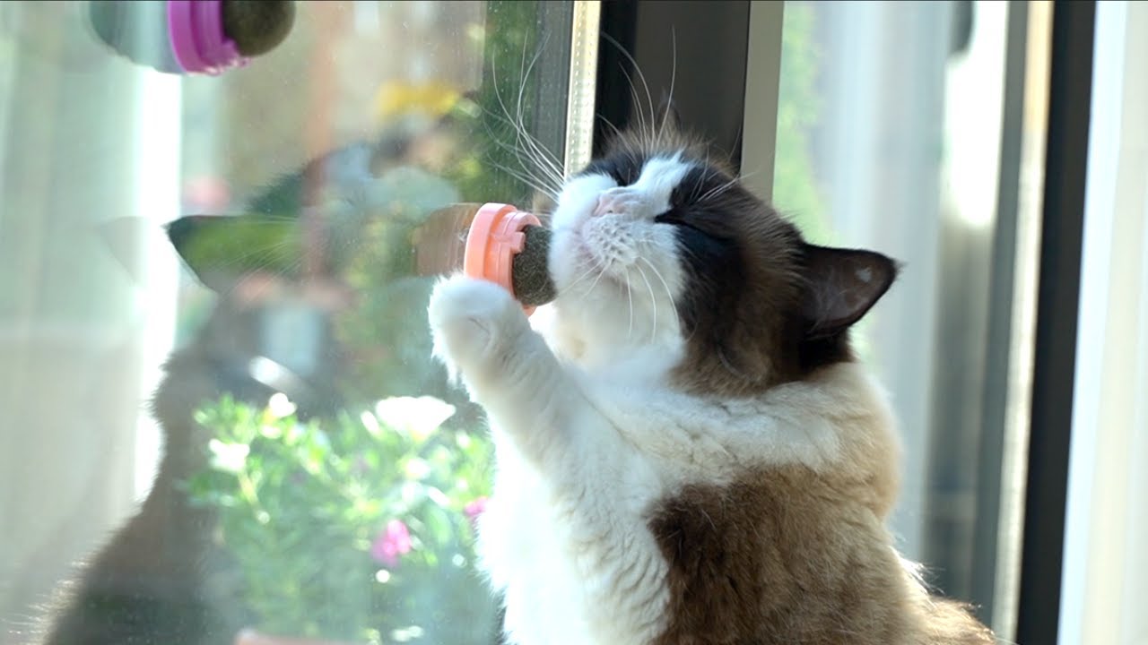 루카가 화가 잔뜩 나서 캣닢 파티를 해줬어요!