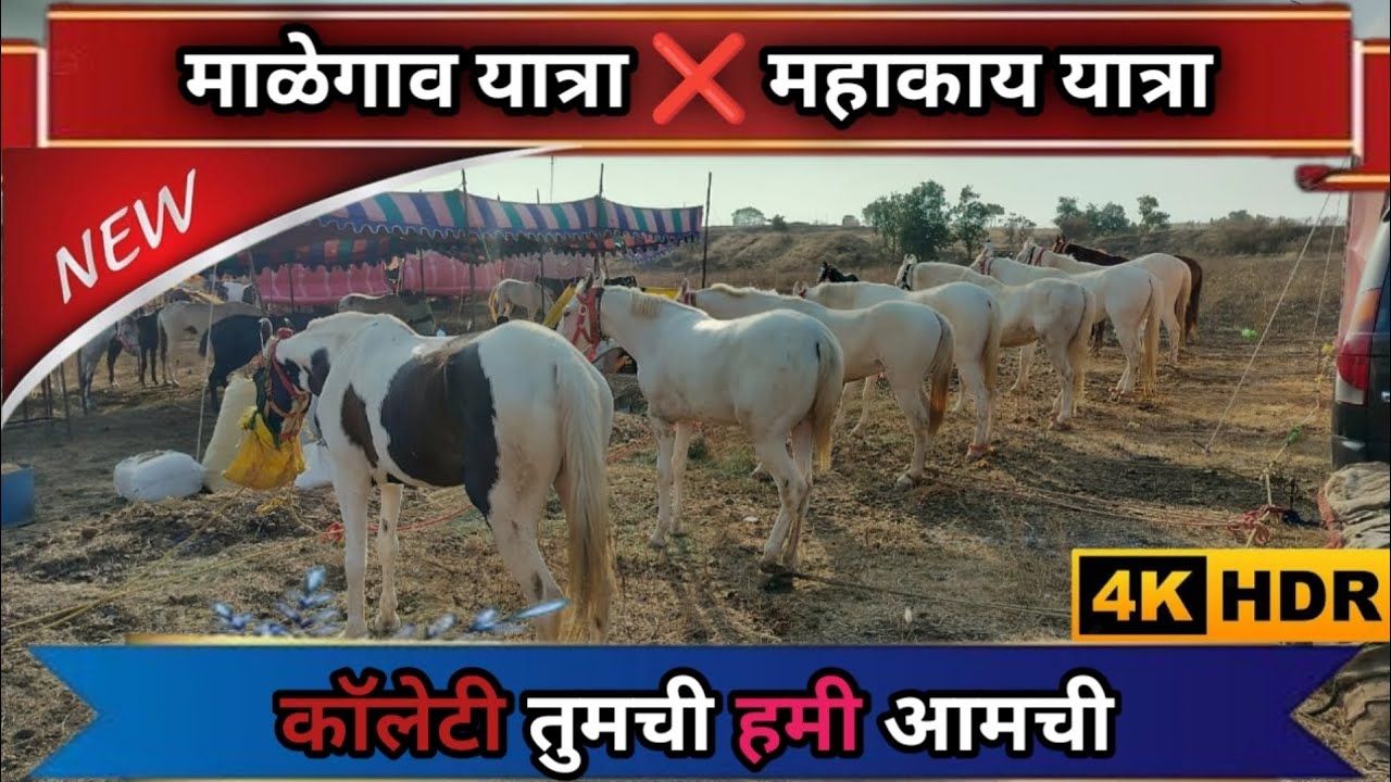 सुप्रसिद्ध माळेगांव यात्रा २०२५ || 🐎🐎 अश्व बाजार माळेगांव || नुकरा घोडा 🐎 फक्त ५० हजार रुपयांमध्ये..