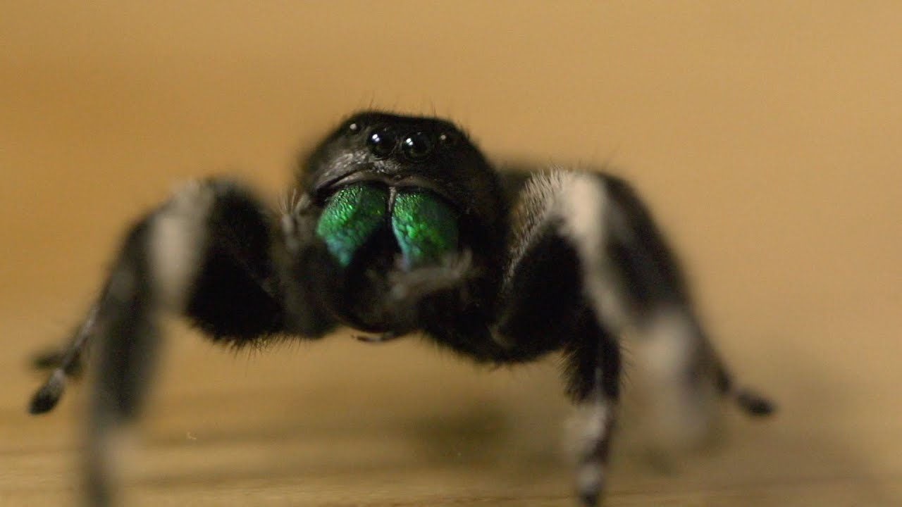 Spider hunts fly - Spider House - BBC