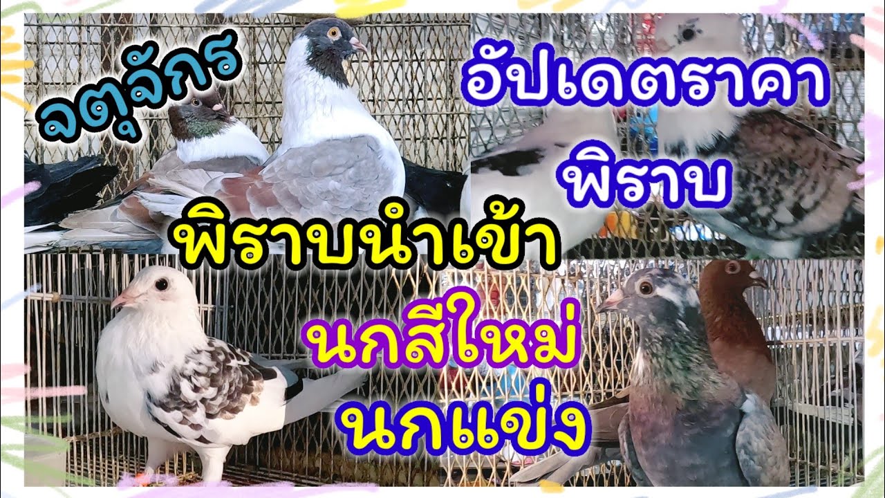 อัปเดตราคานกพิราบ  นกสวย นกแข่ง นกนำเข้า จตุจักร ร้านพี่ต่อ จัดส่งได้ทั่วประเทศ