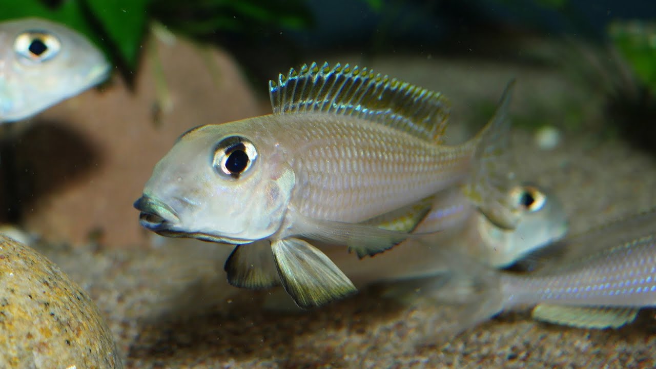 Xenotilapia boulengeri