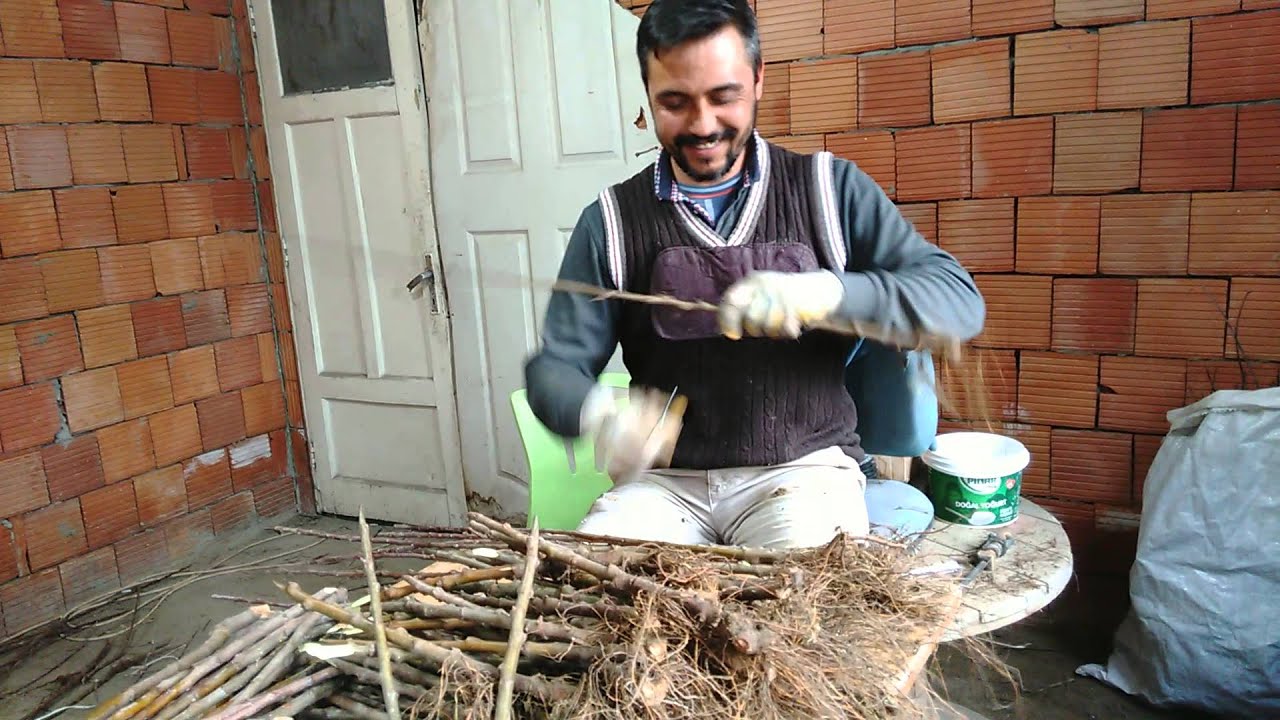 Kalem Aşı, Dilcikli İngiliz Aşısı, İngiliz Aşısı, Aşı Bağlama. &Ouml;zg&uuml;r YEL