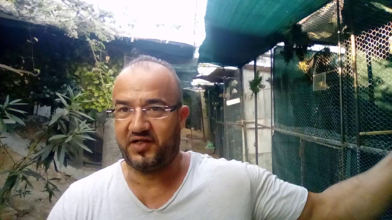 Renseignement sur le tarin