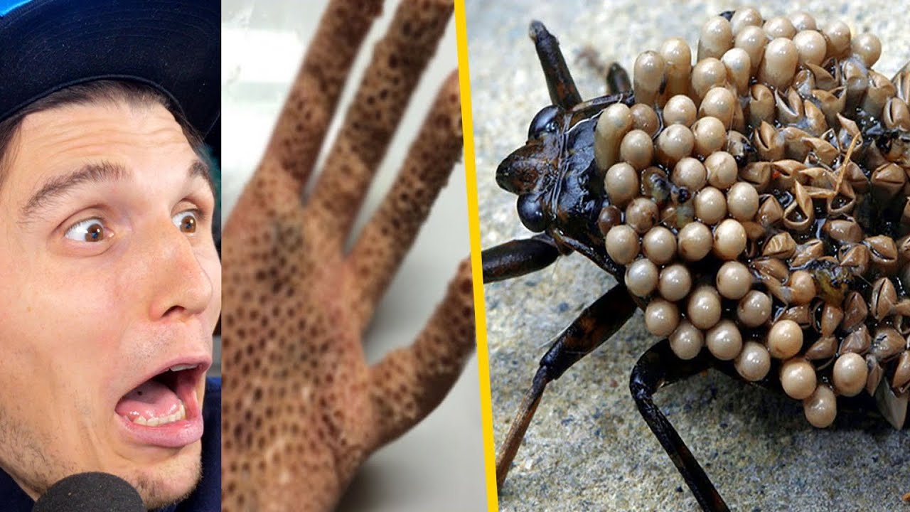 Paluten REAGIERT auf 10 giftige Tiere, die in H&auml;usern gefunden wurden