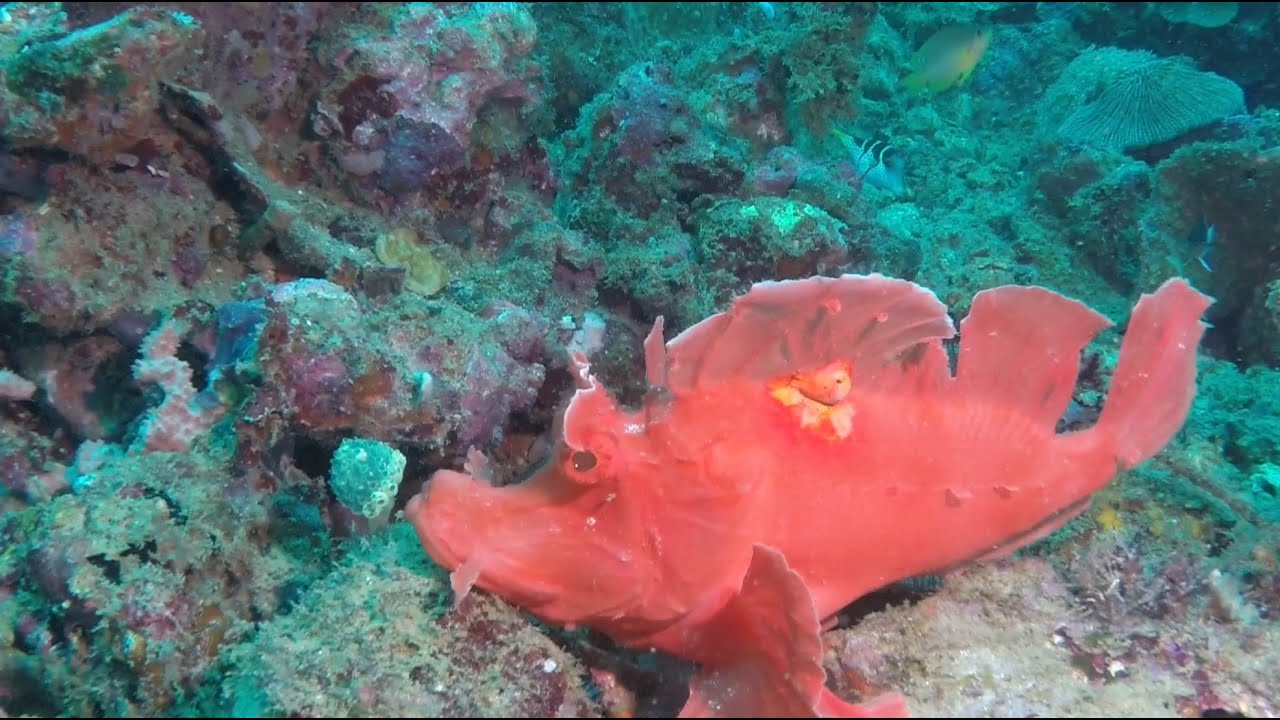 Amazing diving from Anilao, Philippines