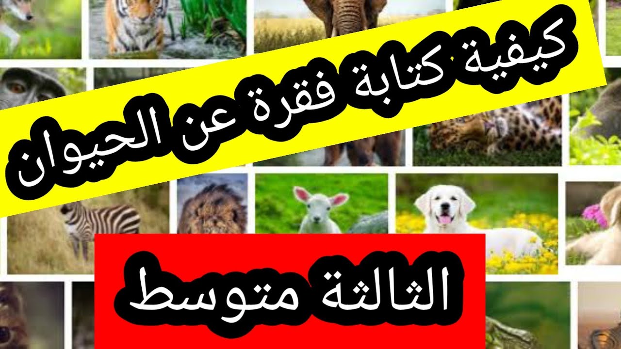 كيفية كتابةوضعية ادماجية الانجليزية الثالثة متوسط عن وصف حيوان