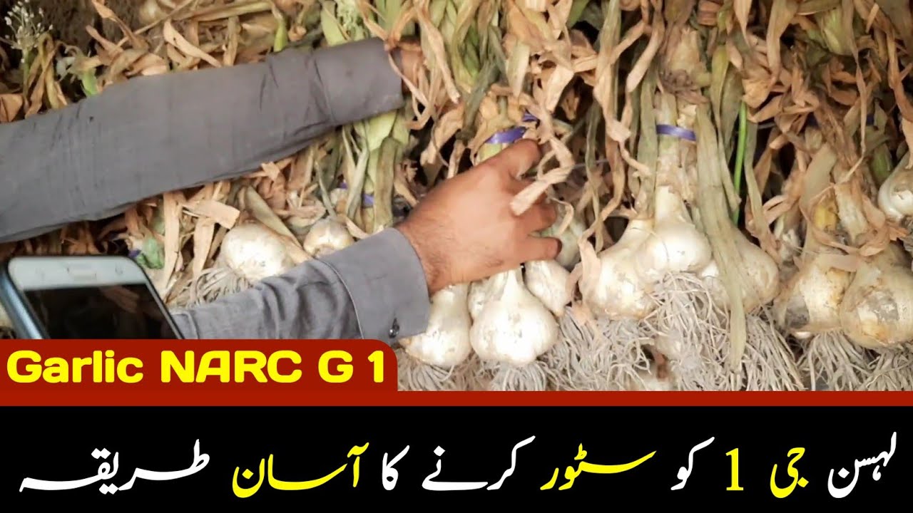 Garlic NARC G1 ko Store krne ka asan Triqa