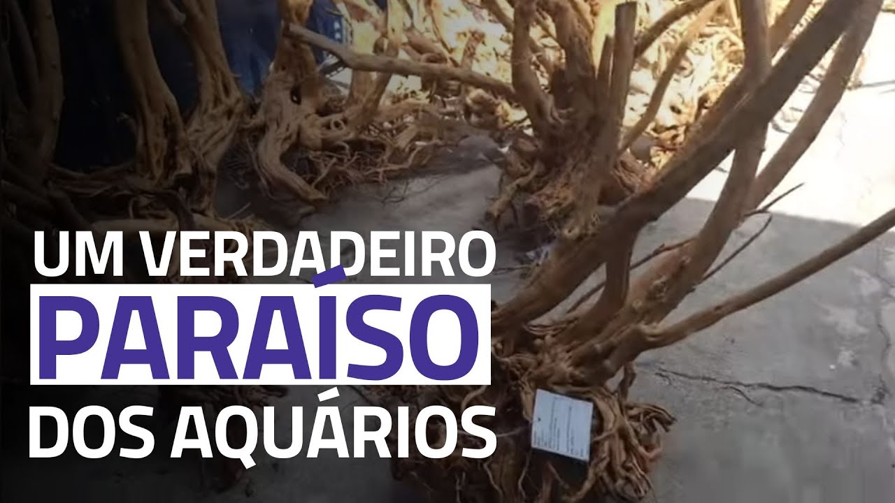 O PARAÍSO DOS AQUÁRIOS