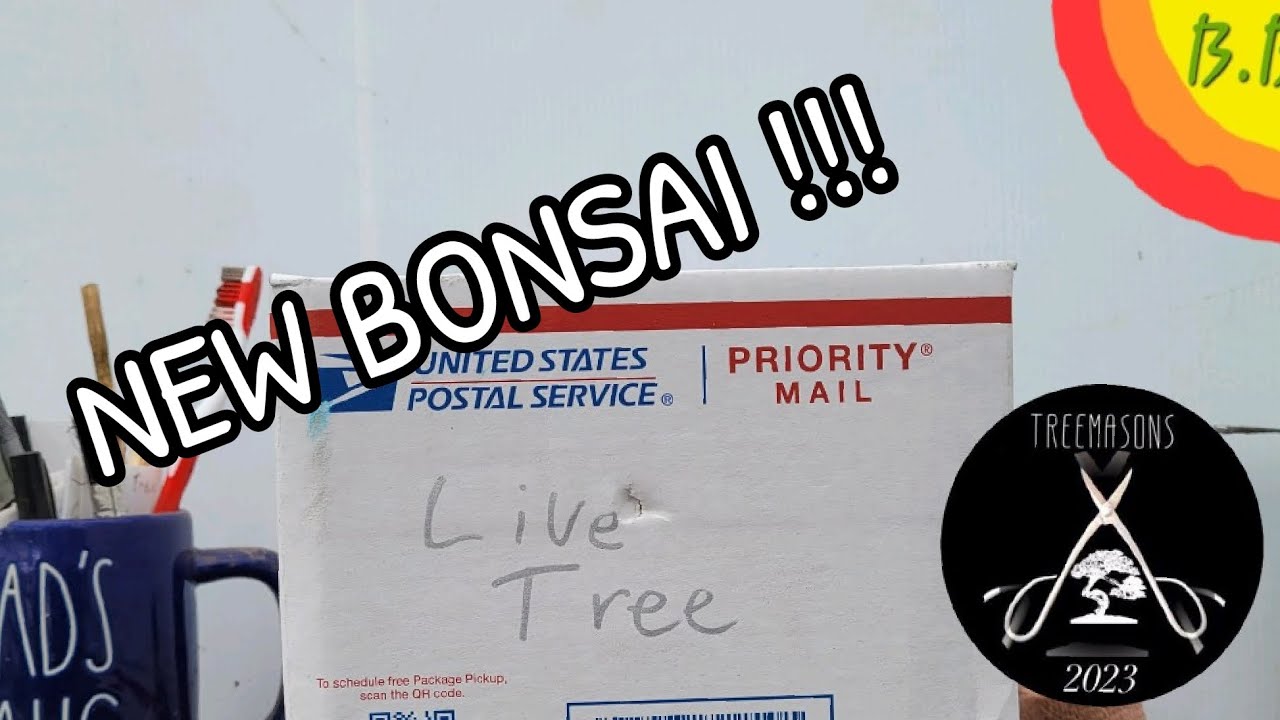 Bonsai Tree Unboxing! You'll never guess what I got this time!!! #bonsai #bonzai #unboxing