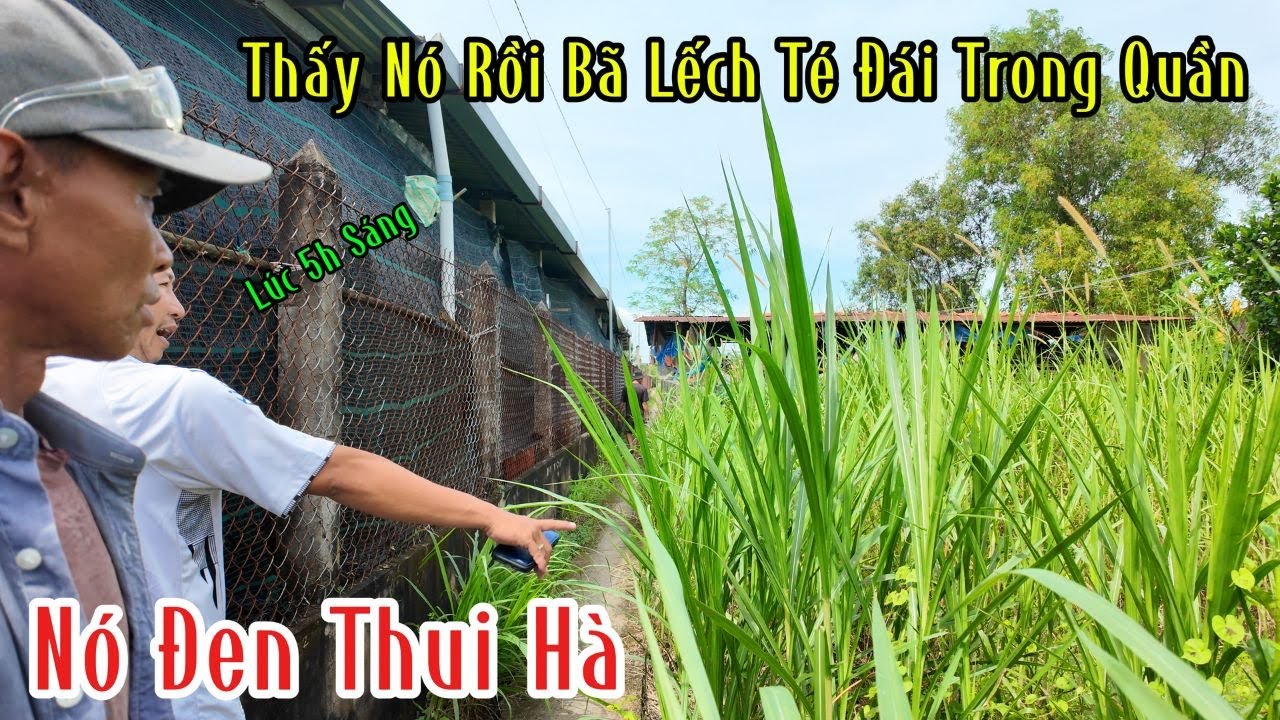 Bà Cô Khi Thấy Con Rắn Đen Thui 5h Sáng Bả Lếch Không | Mười Thương SB