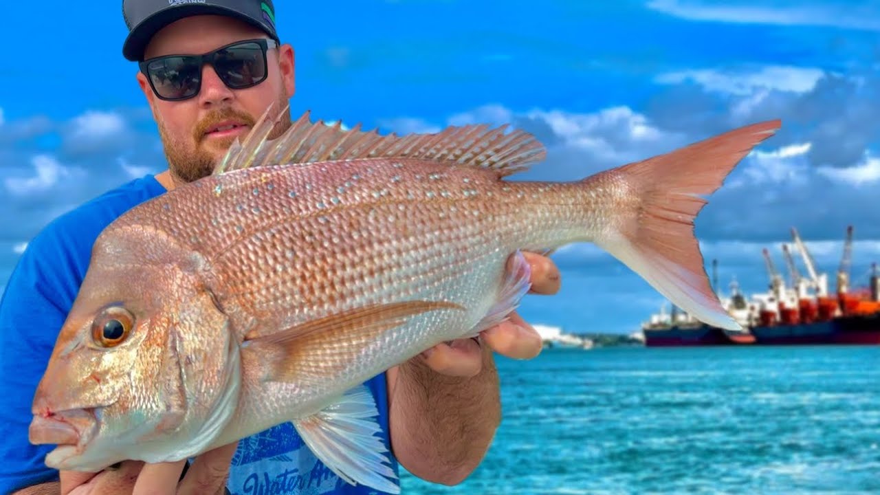 Chasing SNAPPER | Brisbane River Fishing