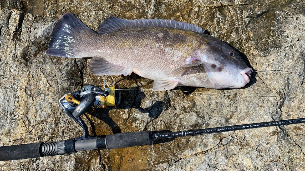 JETTY Tog Fishing MARATHON! (all day grind for shore tautog)