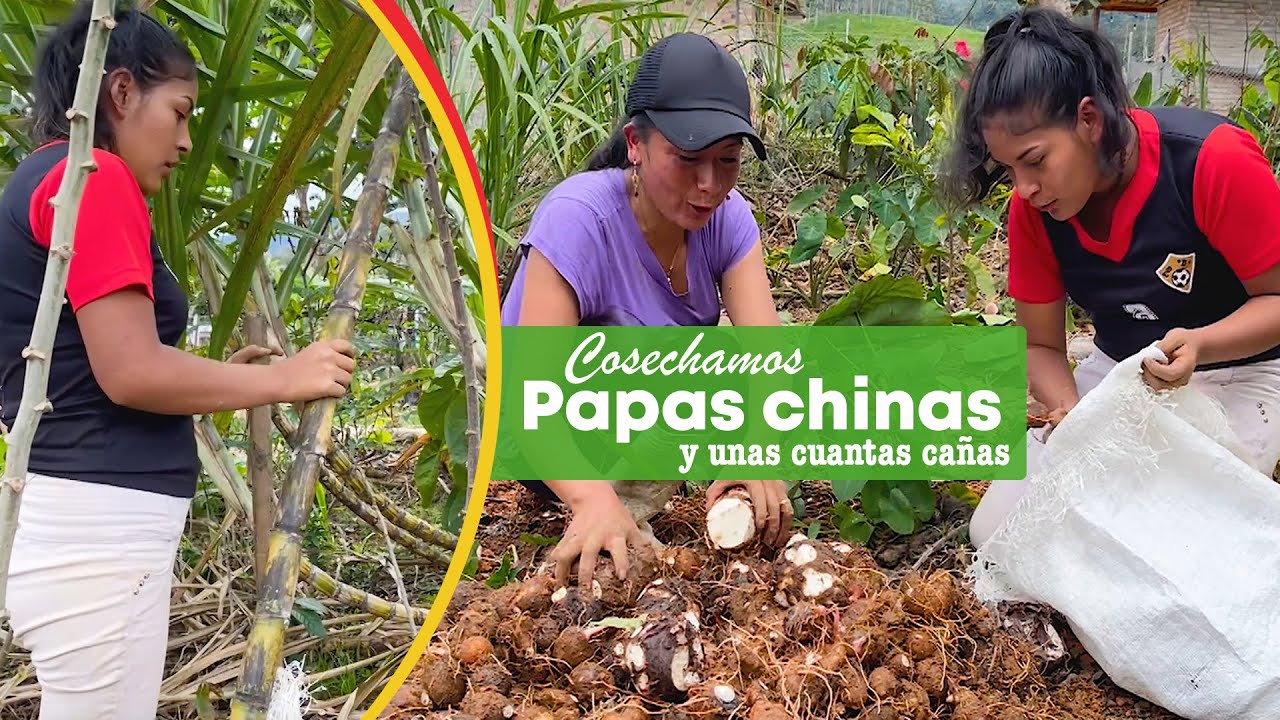 ¿Conoces la papa china?