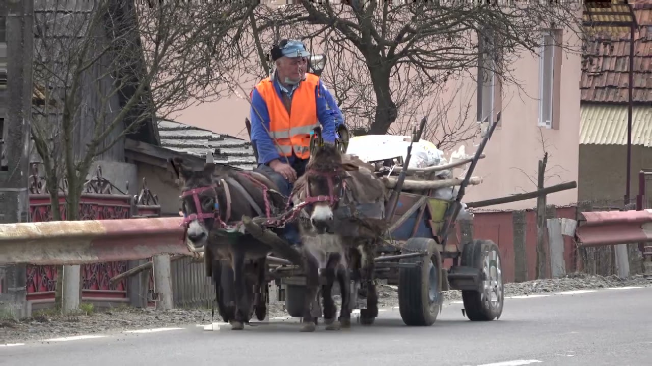 Magarusii domnului Nicolae de la Chendrea, Salaj - 2021 Nou!!!