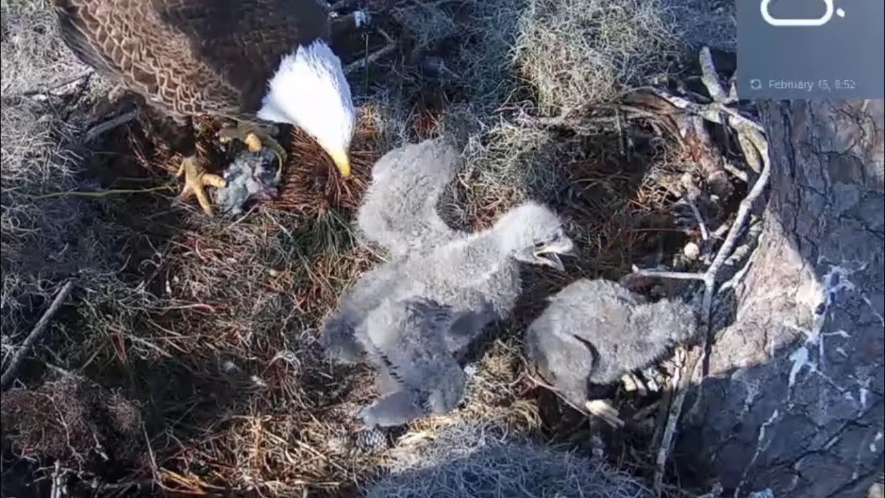 Anna II arrives and Big eaglet run to bonk small eaglet | Kisatchie National Forest E-1 | Feb 15, 26