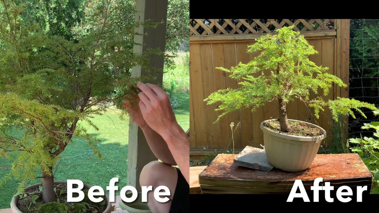 Western Hemlock Bonsai - Yamadori First Styling