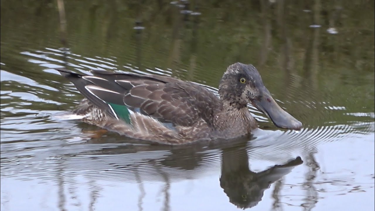 Northern Shoveler, Birds of the Netherlands