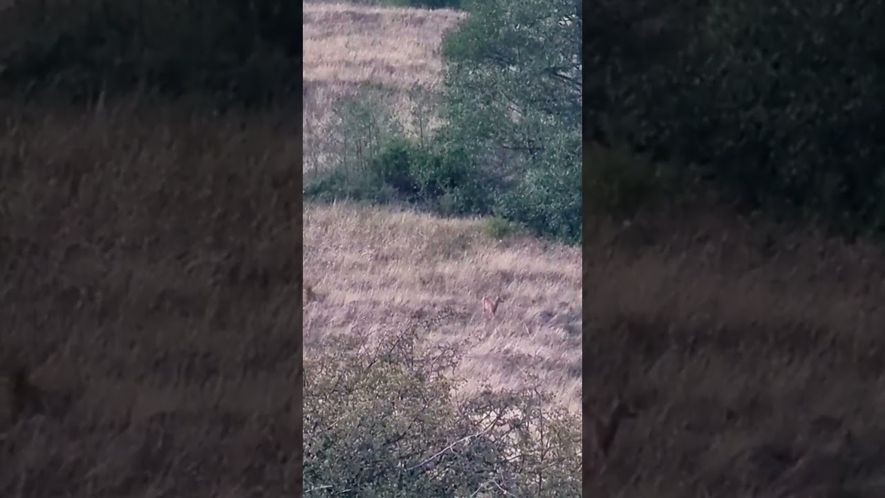 Roe buck calling at the end of the rut #hunting #roebuck #wildlife #passion #nature #wildanimals