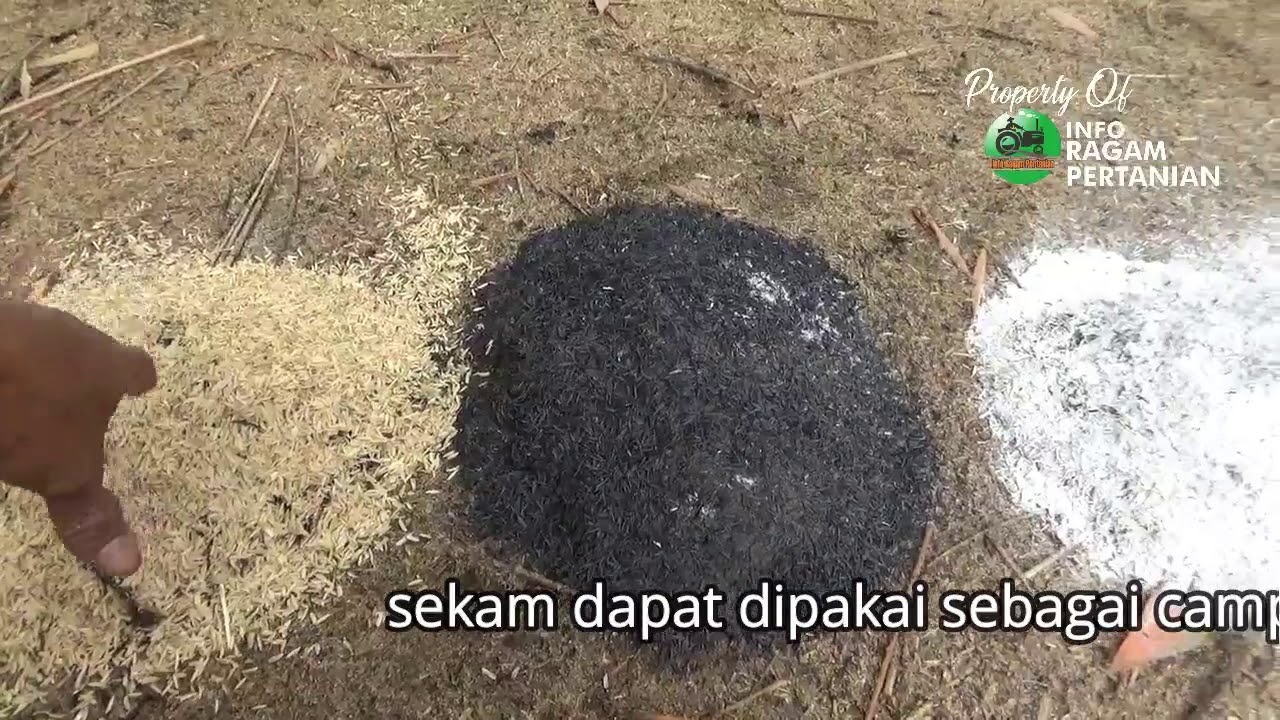 Inilah Perbedaan  SEKAM,  ARANG SEKAM Dan ABU SEKAM Manakah yang Baik Untuk Media Tanam??