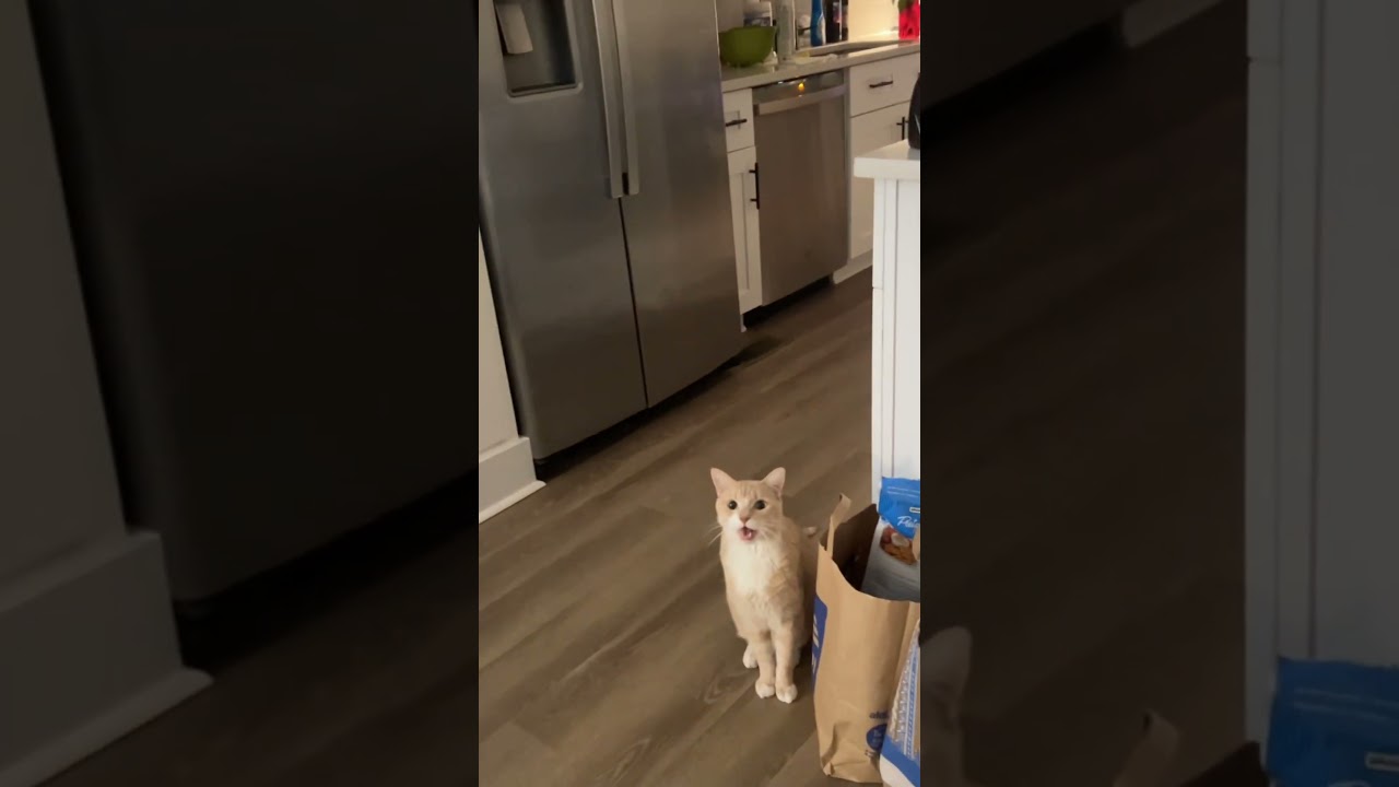 Cat vs. guitar. They say imitation is the highest form of flattery. Hope he takes the compliment
