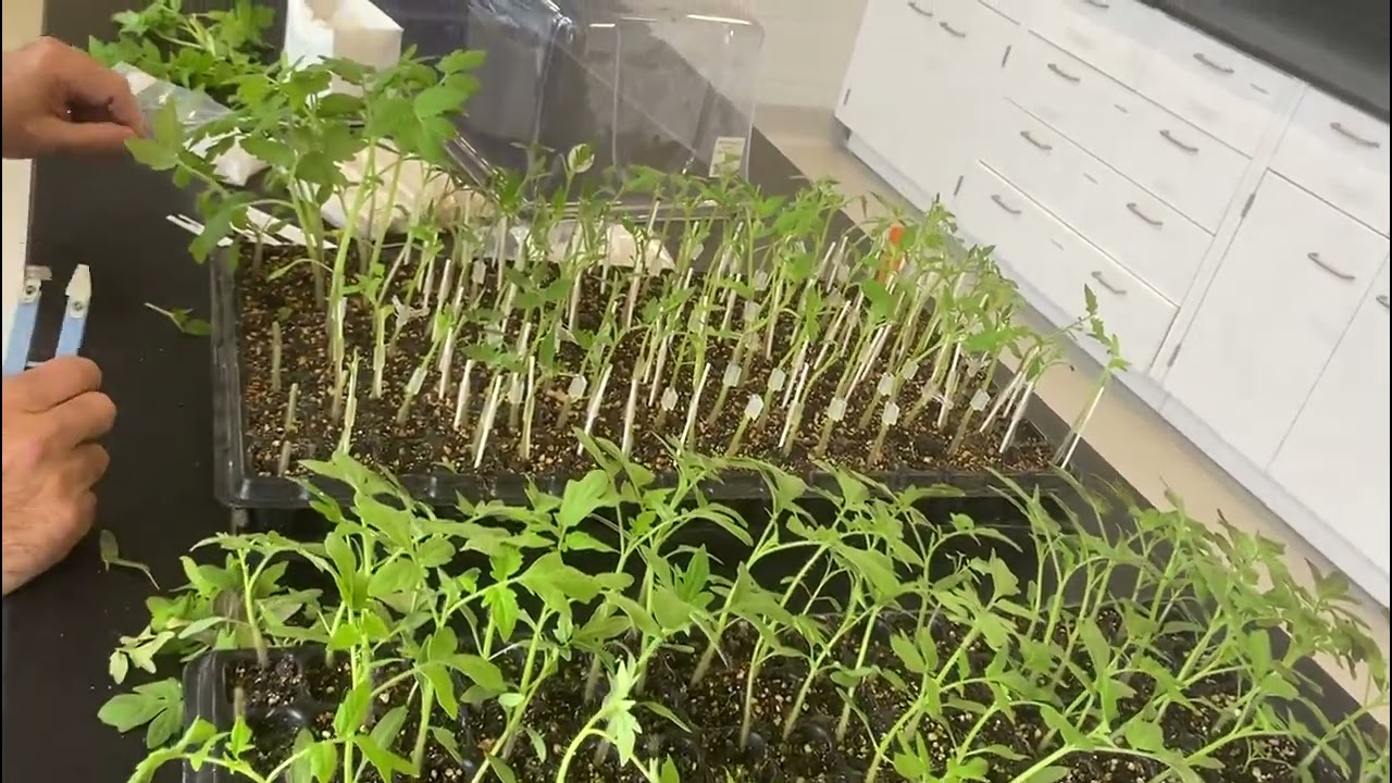 How to Graft Tomato Plants Part 2
