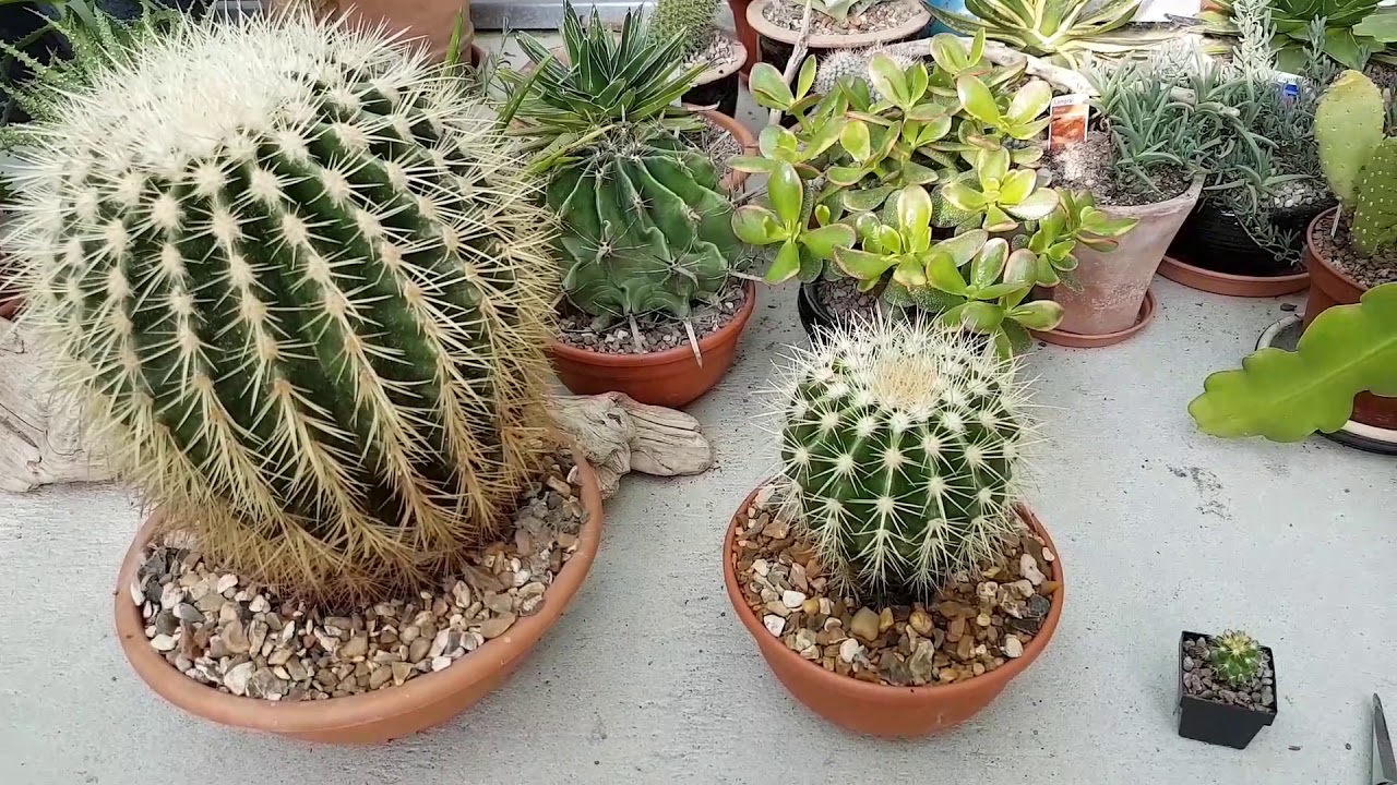 Growth rates of golden barrel cactus.