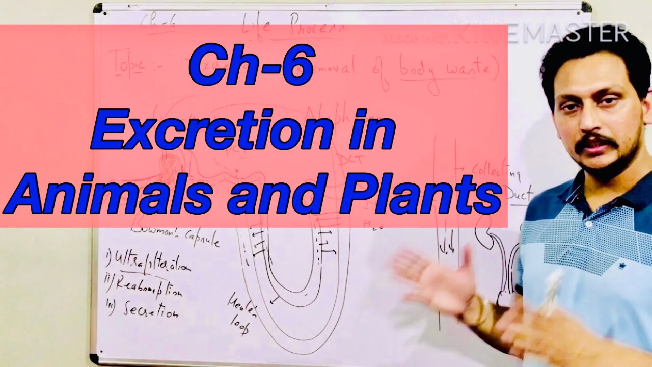 Ch 6 Excretion class 10 science CBSE