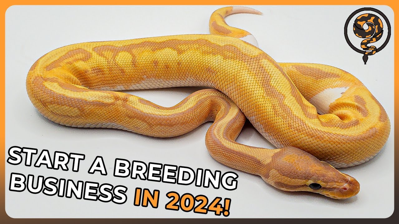 How to Begin a Ball Python Breeding Business in 2025!