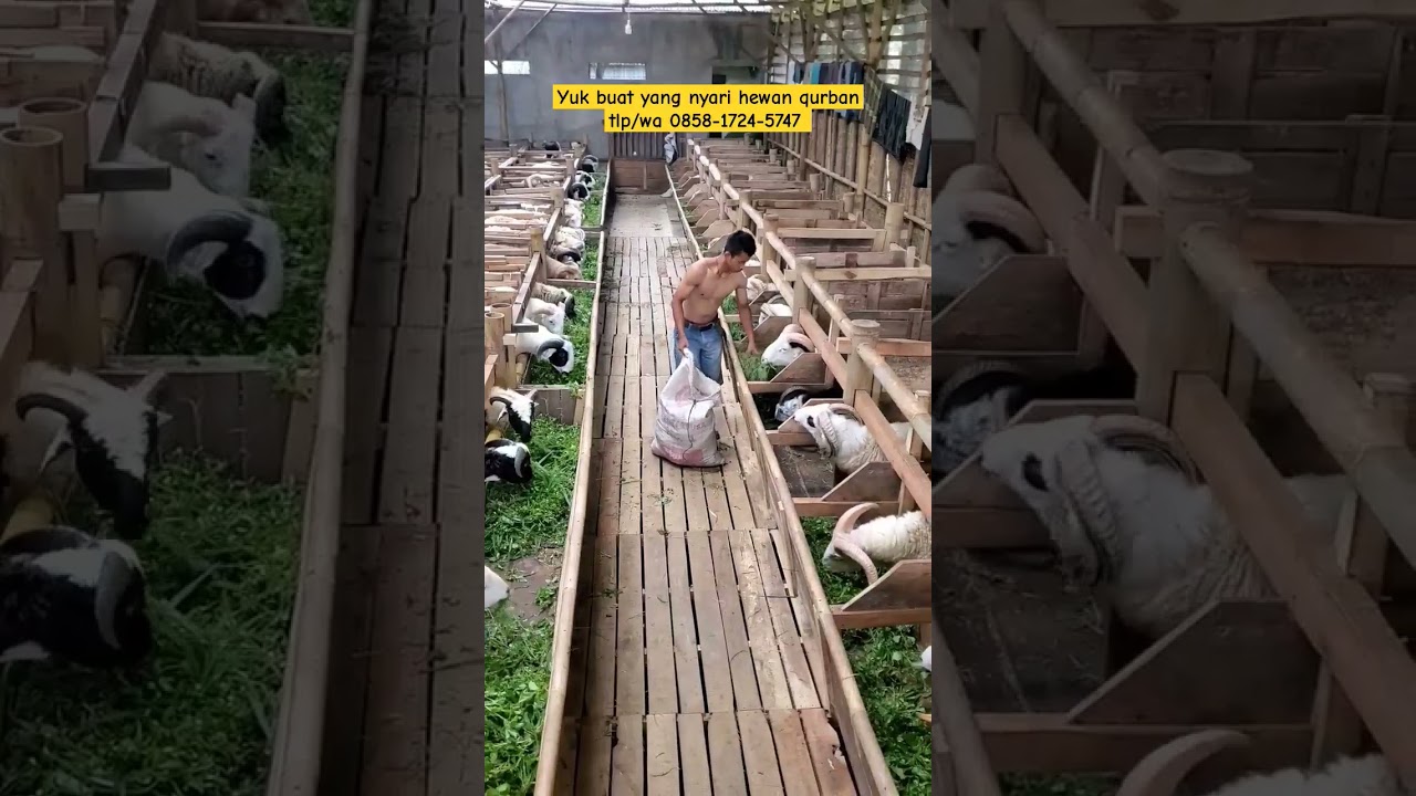 Hewan qurban domba garut #domba #shortvideo #dombagarut #jualdomba #animals #shorts #qurban #fyp #fy