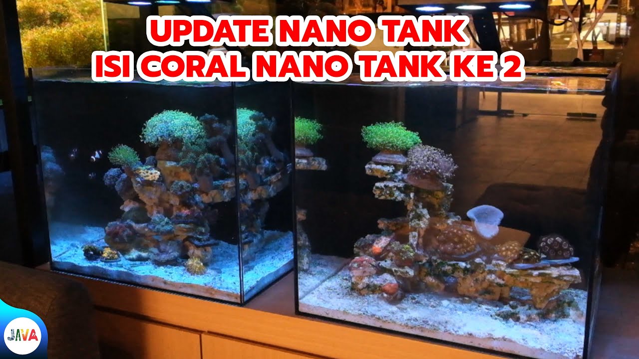 UPDATE 3 NANO TANK - ISI CORAL TANK KE 2!!