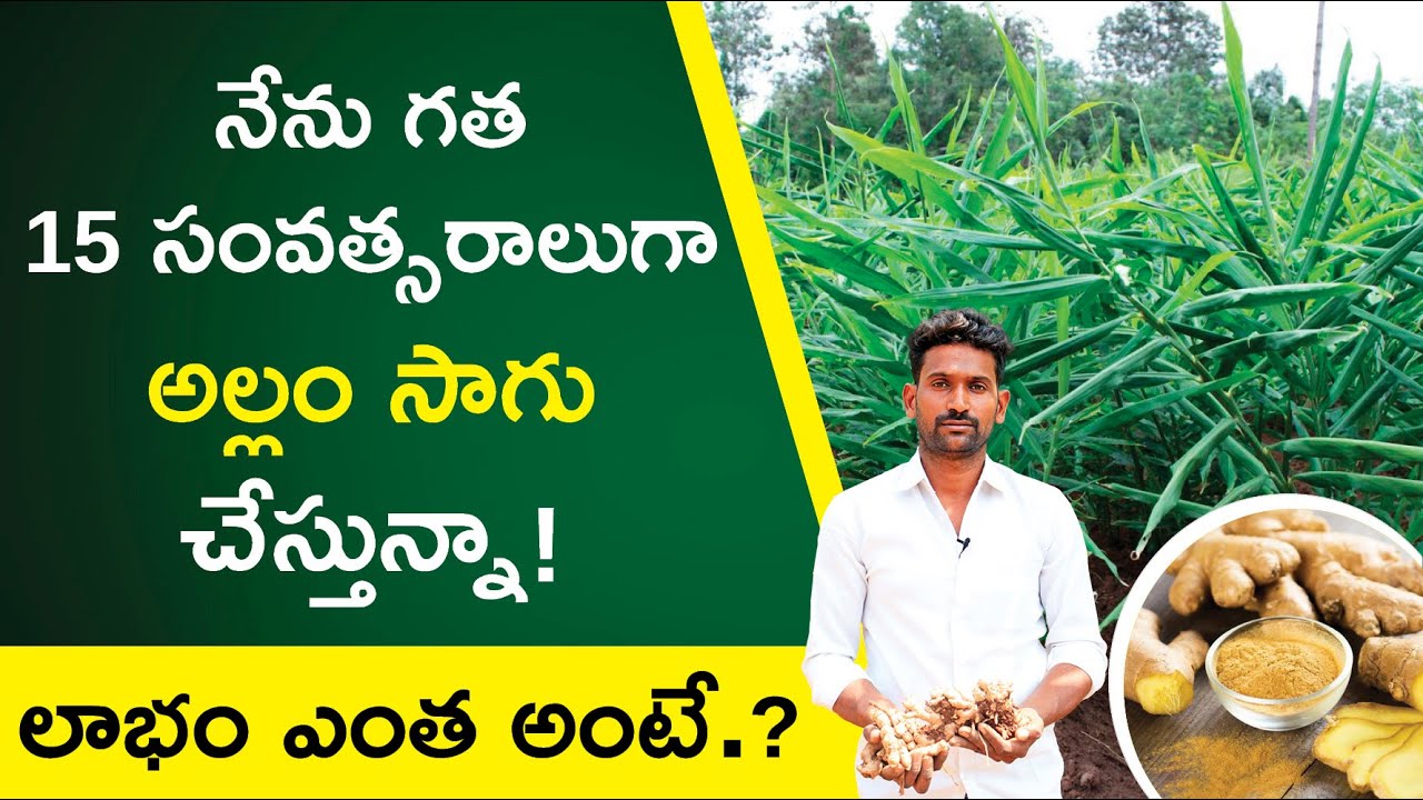 Ginger Farming in Telugu - How to Start a Ginger Farming? | Kowshik Maridi