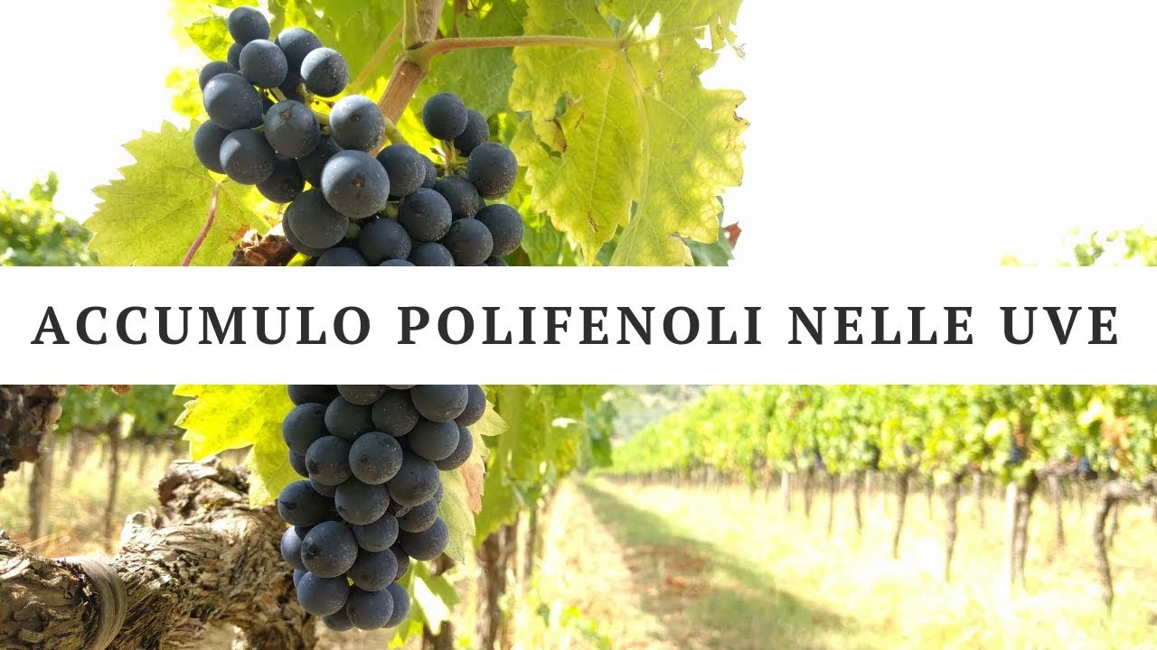 I fattori che influenzano l’accumulo dei composti fenolici nell’uva