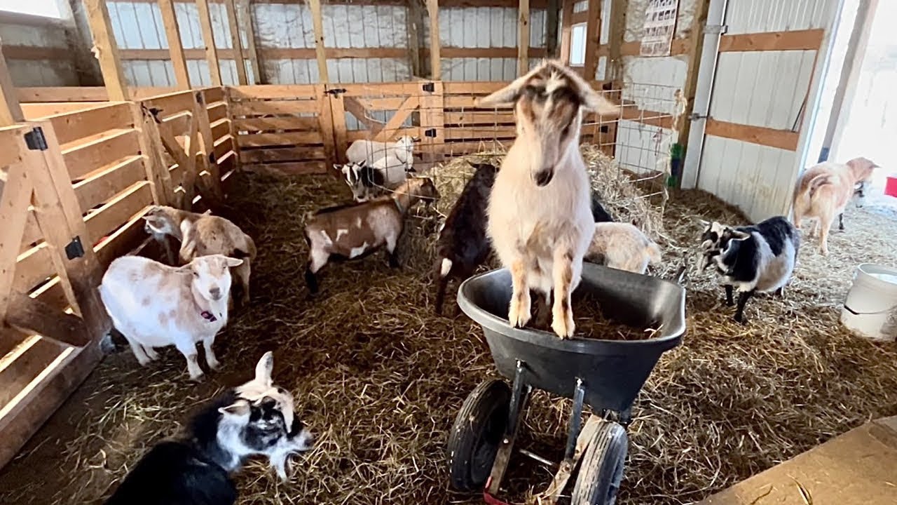 What’s Coming Just This Week 😳 & Baby Goats