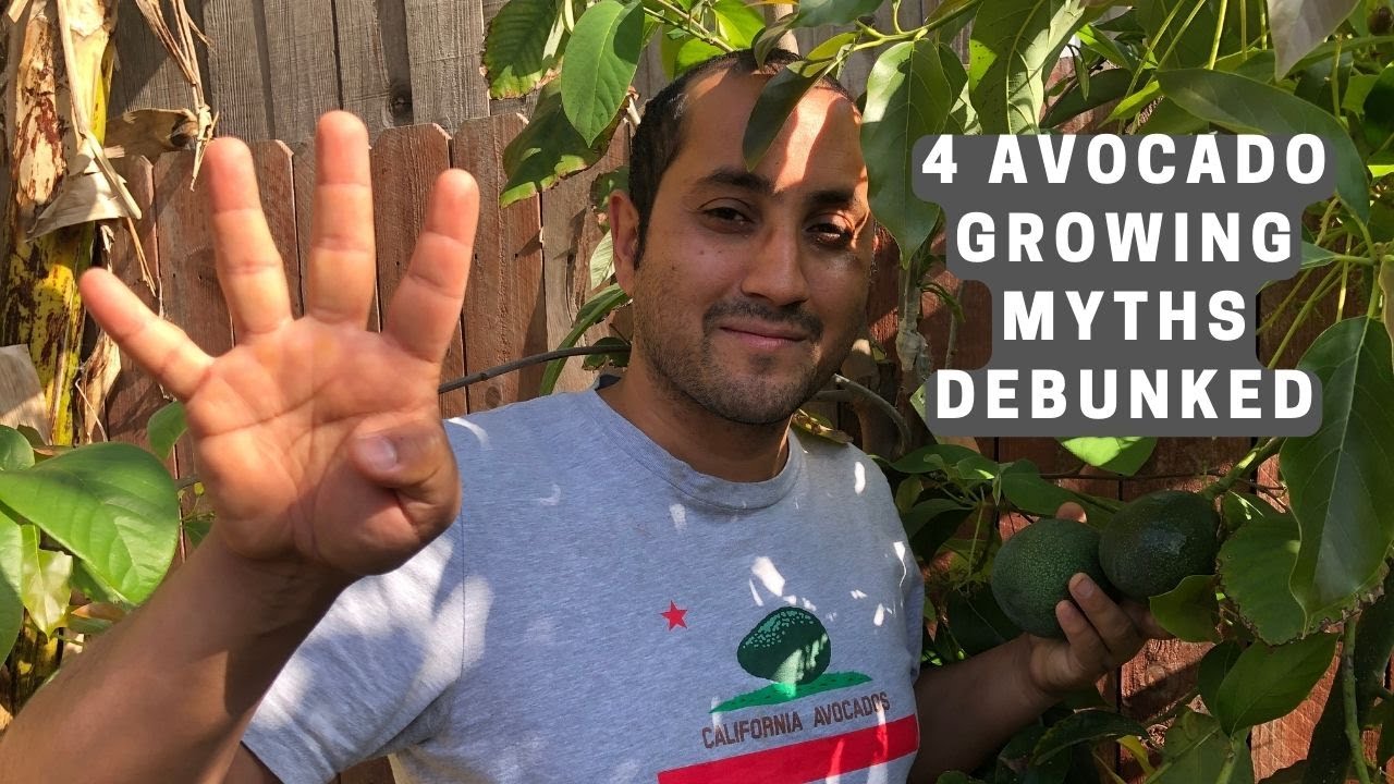 4 Avocado Growing Myths Debunked!