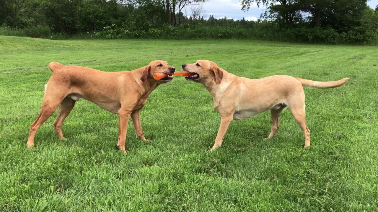 Dogs play tug of war