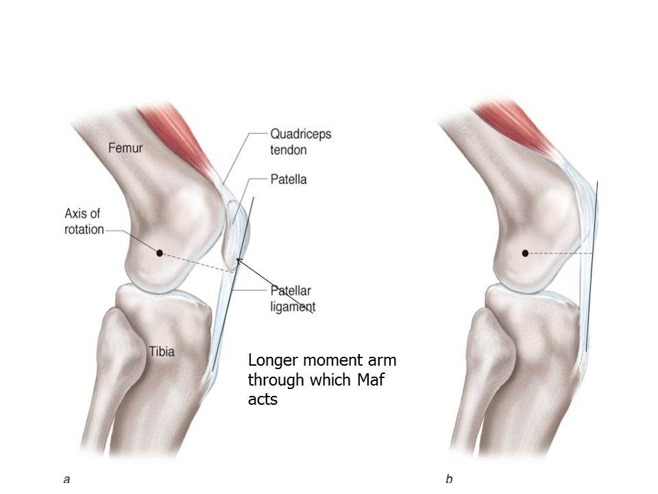 AMA Guides References to Manual Muscle Testing - Perry J. Carpenter DC QME QME Continuing Education