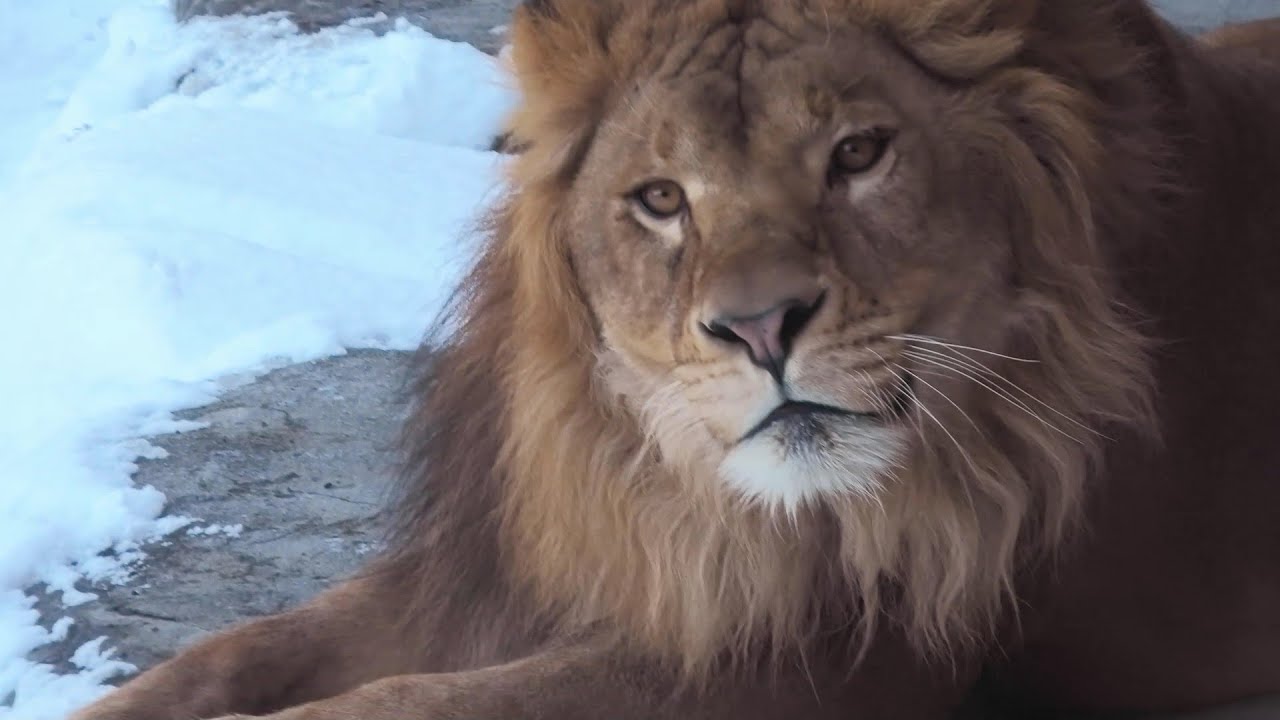 【ライオン】毛づくろいするパーチェ　円山動物園
