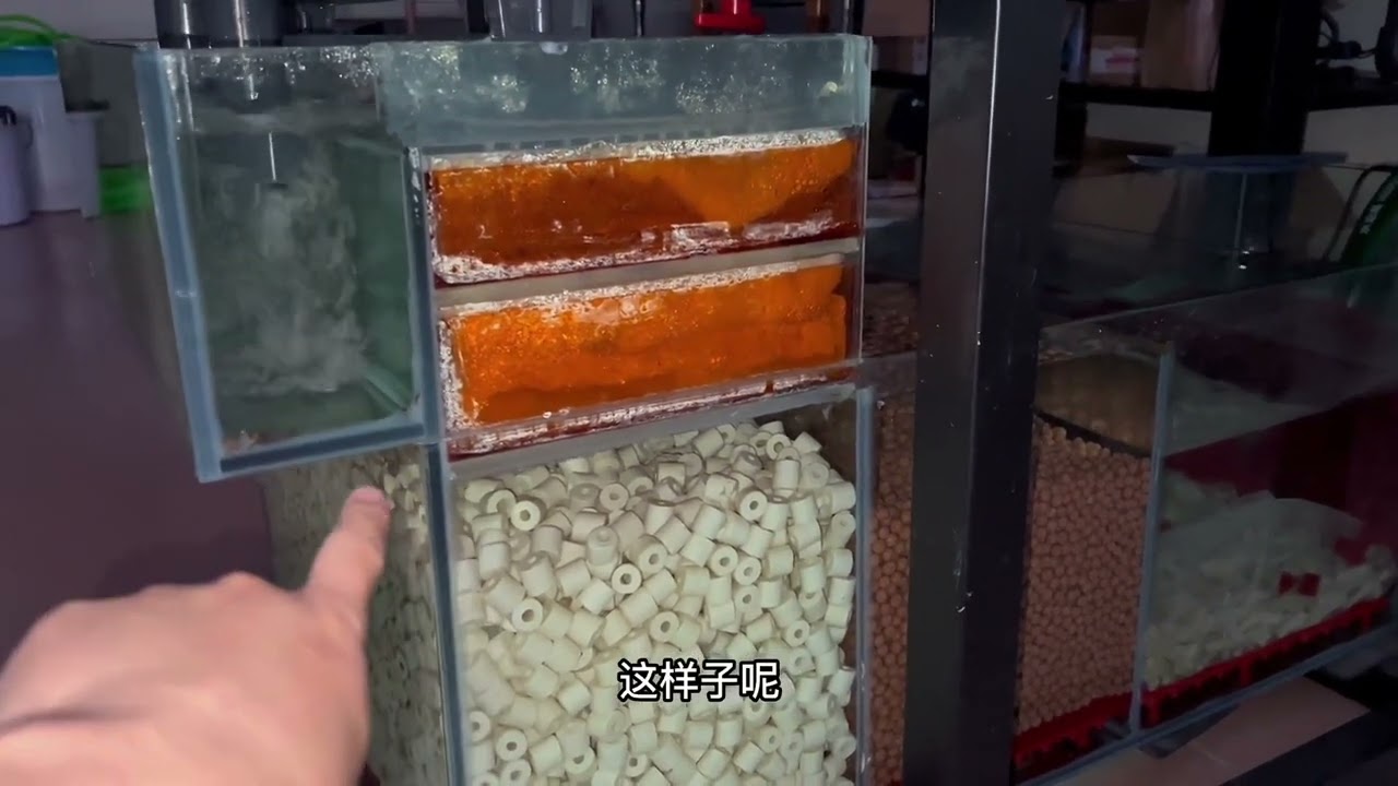 底滤系统鱼缸，底滤的形态和推荐，有需要的鱼友可以看看#养鱼人 #原生态 #造景鱼缸