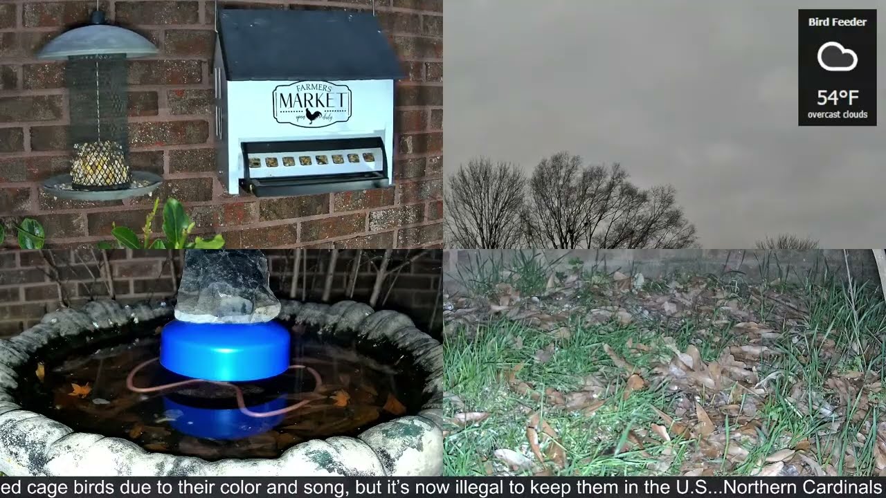 LIVE Bird Feeder Cam | Flock Around the Clock 🐦 | 1/6/2026