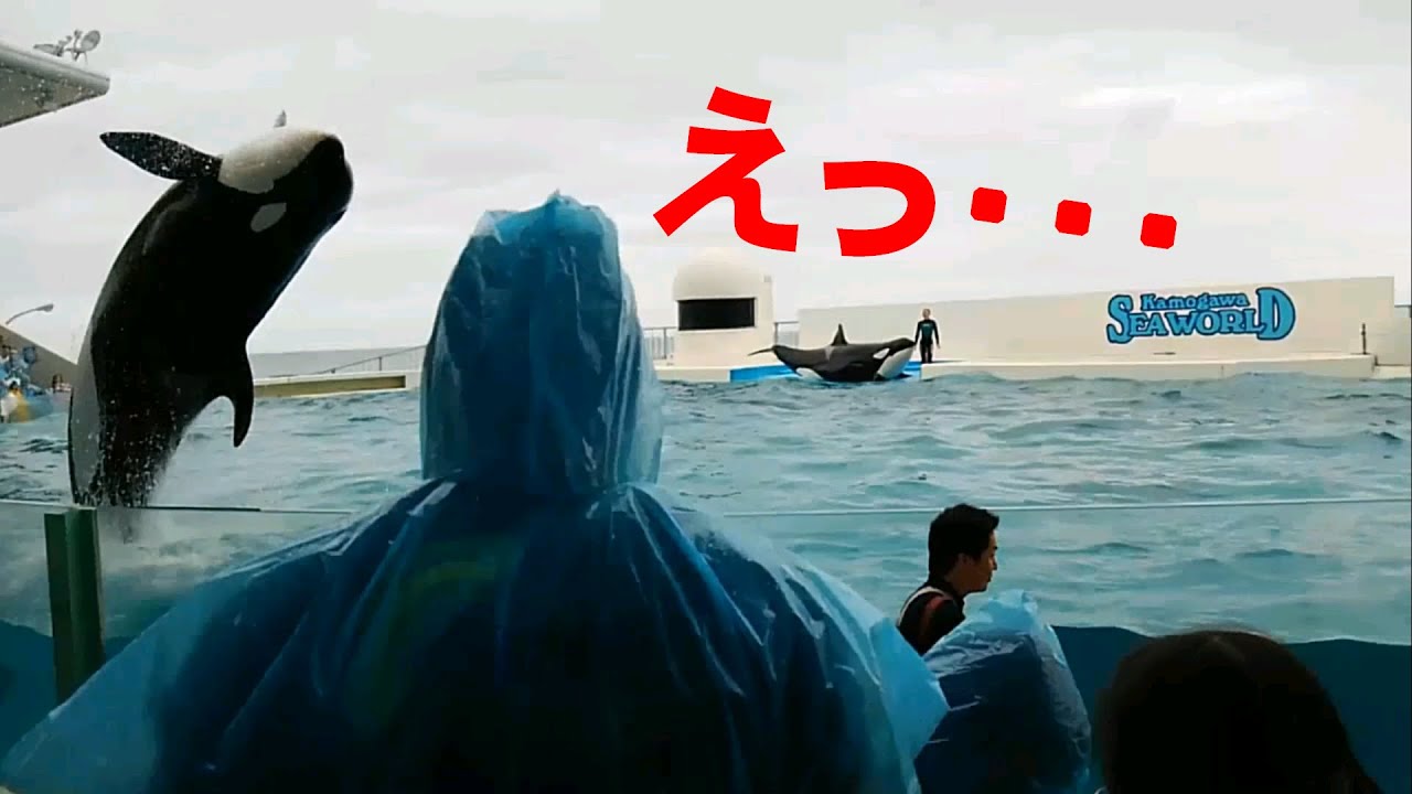 会場騒然、鴨川シャチのショーでのできごと【サマースプラッシュ2014】
