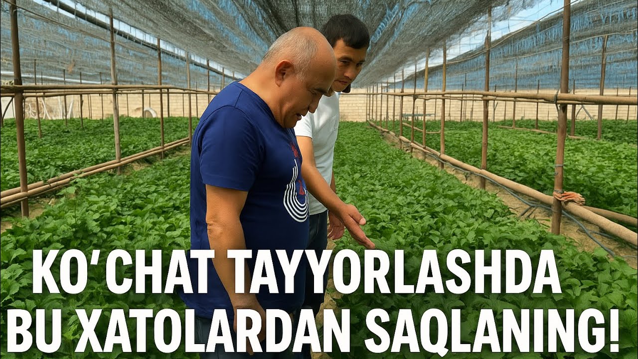 Bu Xatolar Qulupnayingizni Barbod Qiladi! | Ko‘chat Tayyorlash